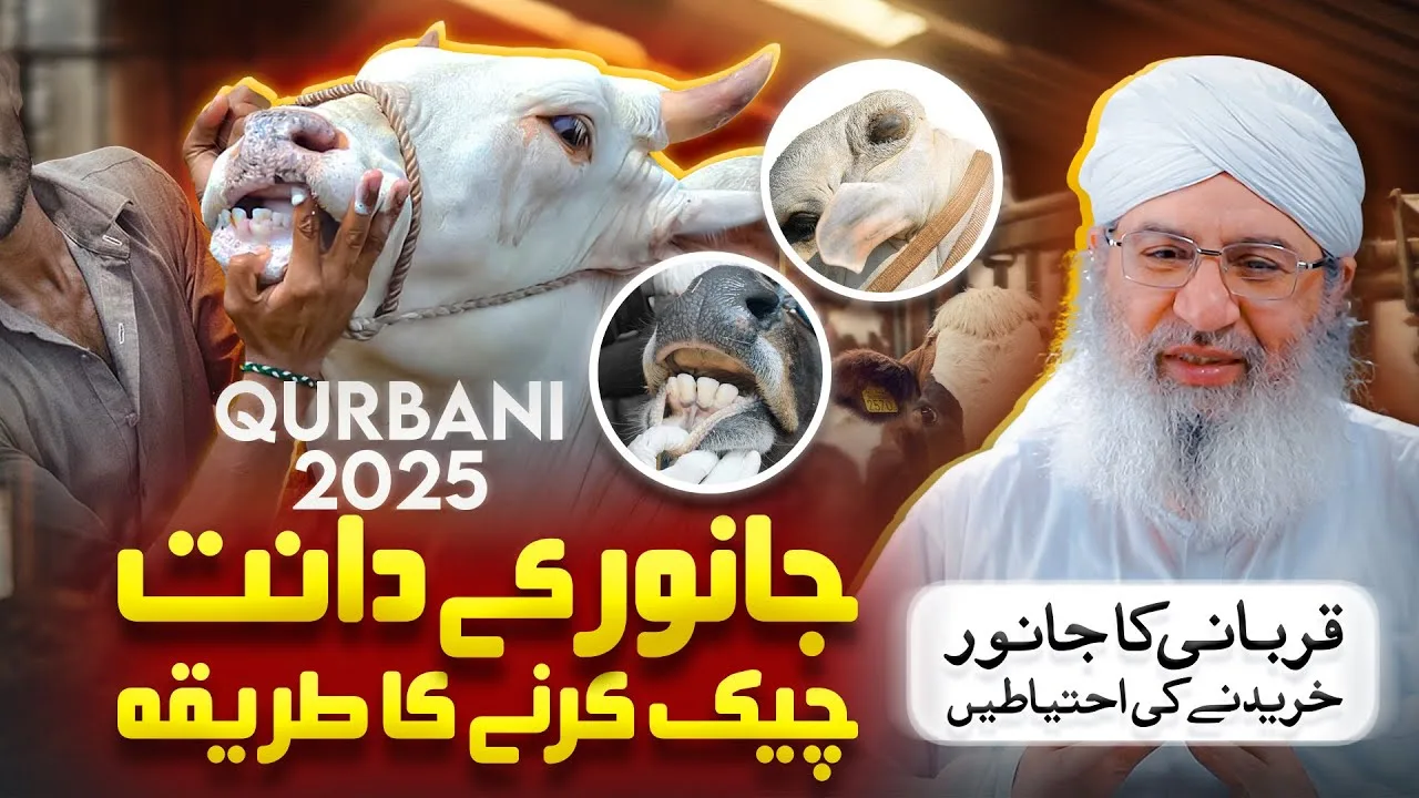 Janwer Khareedne Ki Ehtiyate | Cow Mandi | Qurbani 2025 | Bakra Eid Special